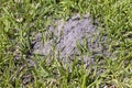 Fire ant hill in the grass Royalty Free Stock Photo