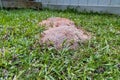 Fire ant hill in the grass of the lawn Royalty Free Stock Photo