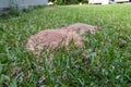 Fire ant hill in the grass of the lawn Royalty Free Stock Photo