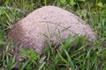 Fire ant hill in the grass of the lawn Royalty Free Stock Photo
