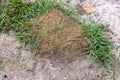 Fire ant hill in the grass Royalty Free Stock Photo