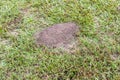 Fire ant hill in the grass Royalty Free Stock Photo