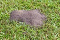 Fire ant hill in the grass Royalty Free Stock Photo