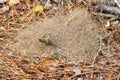 Fire ant hill in pine needles Royalty Free Stock Photo
