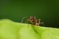 Fire ant intimidate with jaw, protect race and nest on green leaf in nature with macro photography