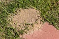 Fire ant mound on stepping stone Royalty Free Stock Photo