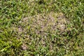 Fire ant mound in the deep grass Royalty Free Stock Photo