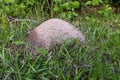 Fire ant hill in the grass of the lawn Royalty Free Stock Photo