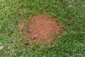 Fire ant mound in green grass Royalty Free Stock Photo