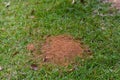 Fire ant mound in green grass Royalty Free Stock Photo