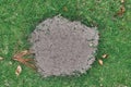 Fire ant mound on green lawn. Royalty Free Stock Photo