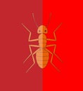 Fire Ant Royalty Free Stock Photo