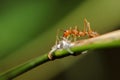 Fire ants