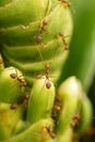 Fire Ants Close Up