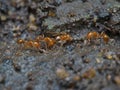 Fire ants colony on the wet ground