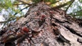 Fire ants crawling up a pine tree