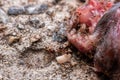 Fire ants feed voraciously on dead animal in australia