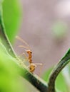 Fire ants on leaf stems Royalty Free Stock Photo