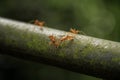 Fire ants looking at the camera, Munnar, Kerala, India Royalty Free Stock Photo