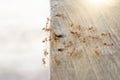 Fire ants are looking for food Royalty Free Stock Photo