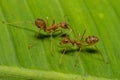 Fire ants meeting on banana leaf Royalty Free Stock Photo
