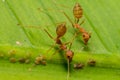 Fire ants meeting on banana leaf Royalty Free Stock Photo