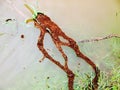 Fire Ants Trying to Survive Flooding Hurricane Harvey