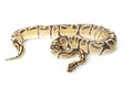 Fire ball python Royalty Free Stock Photo