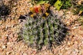 Fire Barrel/Fishhook Cactus in Garden