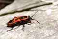 Fire beetle Royalty Free Stock Photo