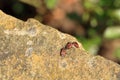 Fire beetles in the summer on a stone Royalty Free Stock Photo