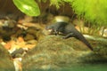 Fire bellied oriental newt