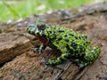 Fire-bellied Toad 10 Royalty Free Stock Photo