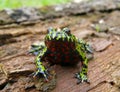 Fire-bellied Toad 12 Royalty Free Stock Photo