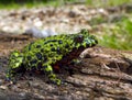 Fire-bellied Toad 2 Royalty Free Stock Photo
