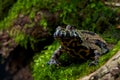 Fire-bellied toad Royalty Free Stock Photo