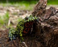 Fire-bellied Toad 4 Royalty Free Stock Photo