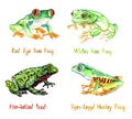 Red eye tree frog Agalychnis callidryas, White`s tree frog Ranoidea caerulea, Fire-bellied toad Bombina bombina, tiger-legge