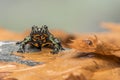 A Fire Bellied Toad Bombina Orientalis sitting on a small stone, with orange leaves all around him Royalty Free Stock Photo