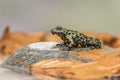 A Fire Bellied Toad Bombina Orientalis sitting on a small stone, with orange leaves all around him Royalty Free Stock Photo