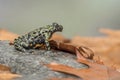 A Fire Bellied Toad Bombina Orientalis sitting on a small stone, with orange leaves all around him Royalty Free Stock Photo