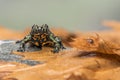 A Fire Bellied Toad Bombina Orientalis sitting on a small stone, with orange leaves all around him Royalty Free Stock Photo