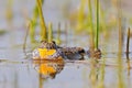 Fire-bellied Toad croaking in water surface Royalty Free Stock Photo
