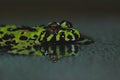 Fire Bellied Toad Reflection