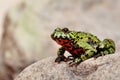 Fire-bellied Toad