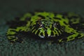 Fire Bellied Toad