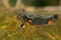 Fire-bellied Toad Royalty Free Stock Photo