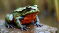 Fire bellied toad with vibrant markings perched on mossy rock in wetland setting Royalty Free Stock Photo
