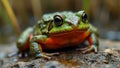 Fire bellied toad with vibrant markings perched on mossy rock in wetland setting Royalty Free Stock Photo