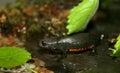 Fire Belly Newt